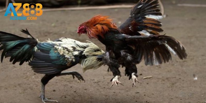 Sân chơi đá gà AZ888 không thể bỏ lỡ