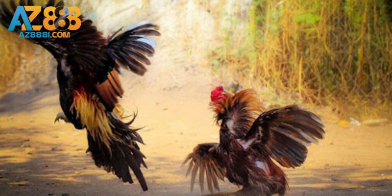 Đánh giá tổng quan sảnh đá gà tại nhà cái AZ888