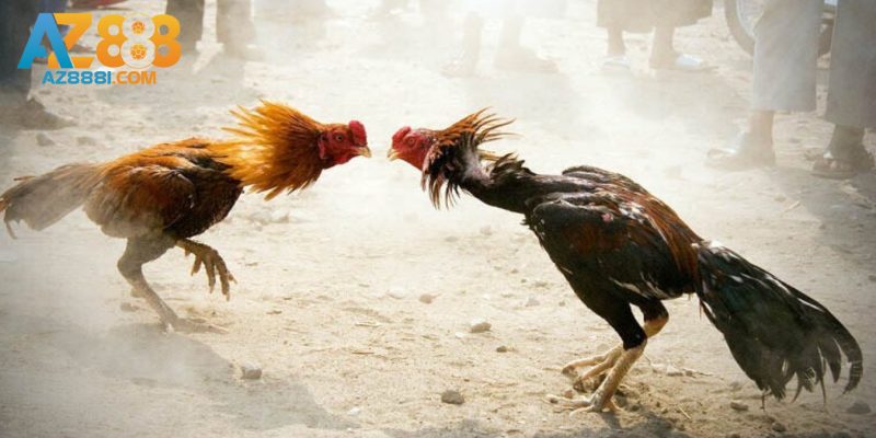 Điểm qua một số hình thức đá gà AZ888