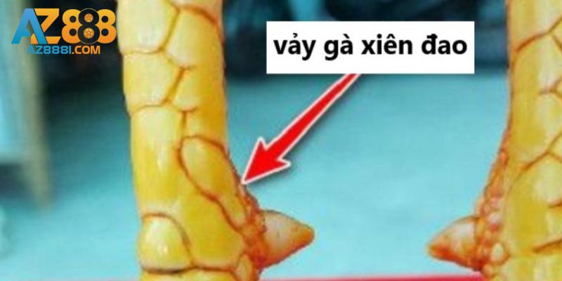 Vảy Xuyên Đao Là Gì? - Ý Nghĩa Và Cách Nhận Biết Vảy Xuyên Đao 1 Vảy xuyên đao là gì?