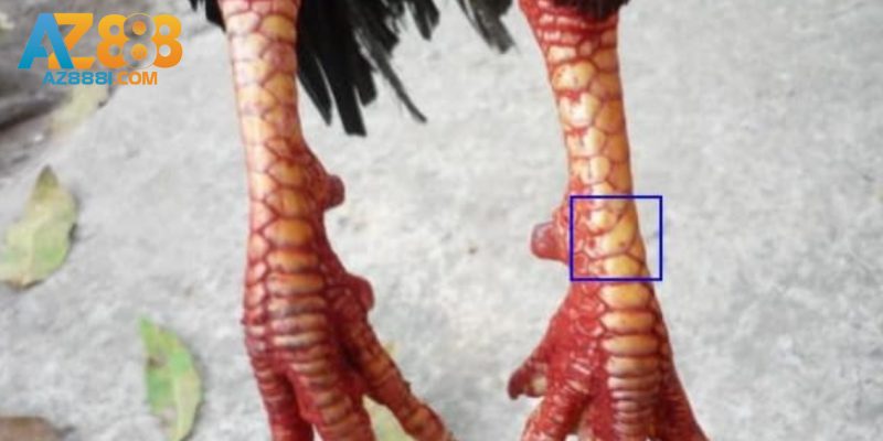 Vảy Xuyên Đao Là Gì? - Ý Nghĩa Và Cách Nhận Biết Vảy Xuyên Đao 3 Vảy xuyên đao là gì? - Cách chăm sóc gà có vảy xuyên đao