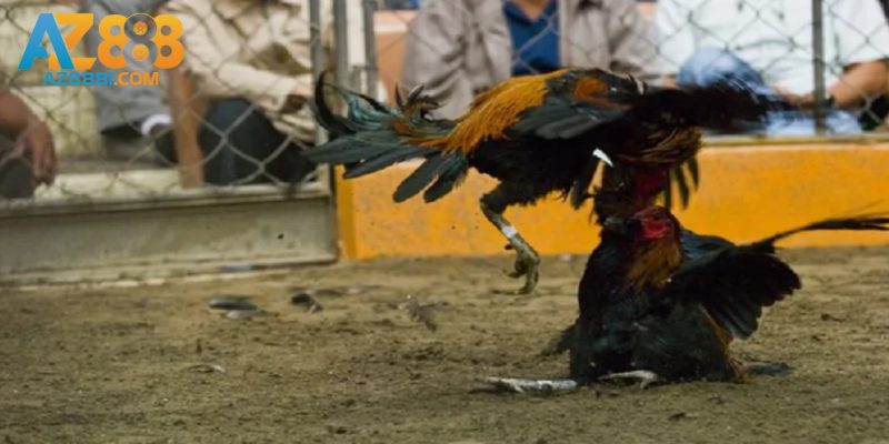 Tìm Hiểu Cách Xem Ngày Đá Gà - Phương Pháp Thi Đấu Bất Bại 1 Sơ lược về phương pháp xem ngày đá gà