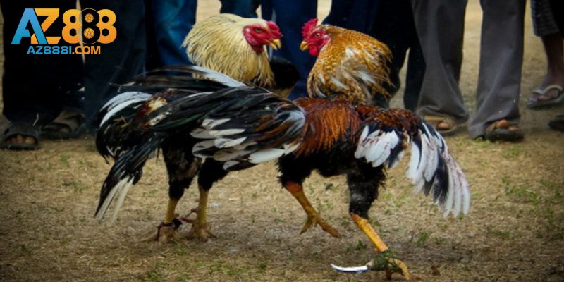 Tìm Hiểu Cách Xem Ngày Đá Gà - Phương Pháp Thi Đấu Bất Bại 2 Những cách xem ngày đá gà thi đấu bất bại