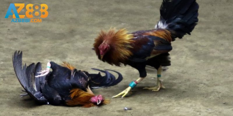 Tìm Hiểu Cách Xem Ngày Đá Gà - Phương Pháp Thi Đấu Bất Bại 3 Lưu ý mà người chơi cần biết khi xem ngày đá gà